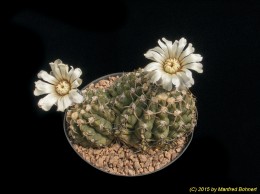 Gymnocalycium spec. 187